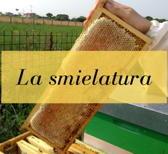 La smielatura dei favi da miele